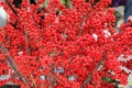 ilex verticall&hellip;