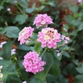 lantana roza-b…