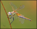 Sympetrum fons…