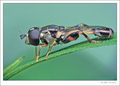 Syrphidae