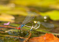 Dragonfly from…