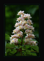 Aesculus hippo…