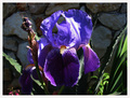 Iris germanica