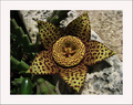 Stapelia varie…