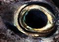 eye