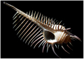 murex pecten