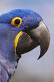 Hyacinth Macaw