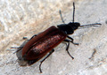 Coleoptera: Te…