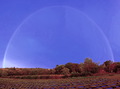 lavender field