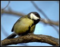 senica parus m…