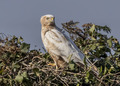 Buteo Buteo 