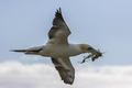 Gannet 