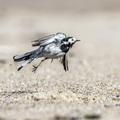 Motacilla alba