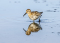 Dunlin, (Calid…