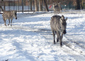 Zebre na snije&hellip;