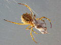 Argiope lobata&hellip;
