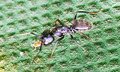 Gladni mrav