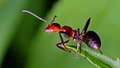 Mrav