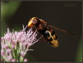 Volucella zona…