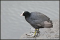 Fulica atra Cr…