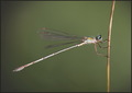 Chalcolestes v…