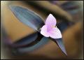 Tradescantia p…