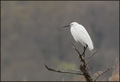 Egretta garzet…