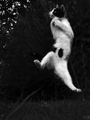 Karate mačka c…