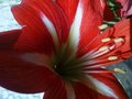 Amaryllis