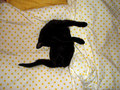 Sun tzu