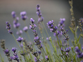 Lavanda 