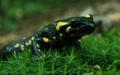 Salamandra! :)