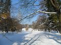 maksimir zimi