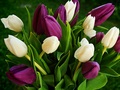 3 boje