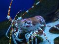 rock lobster ;)