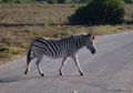 zebra crossing…