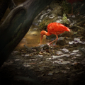 Red Bird