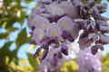 Wisteria-Glici…