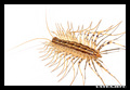 House Centiped