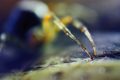 Igor3