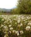 Polje maslacaka