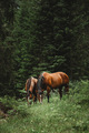 Wild horses...