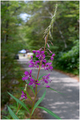 Vrijeme kipreja
