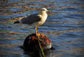 Larus argentat…