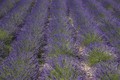 LAVANDA