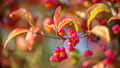 Euonymus europ…