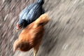panning...