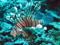 Lion fish