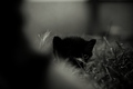 Creepy kitten &hellip;