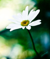 Bellis perennis